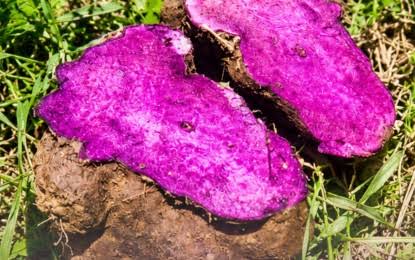 Ube Goes Global as Philippines Halts Fresh Exports Amid Surging Demand